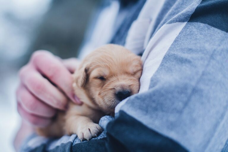 Care For Small Pets