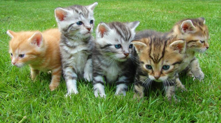 The Importance Of Preventive Care In General Veterinary Services Preventive Care