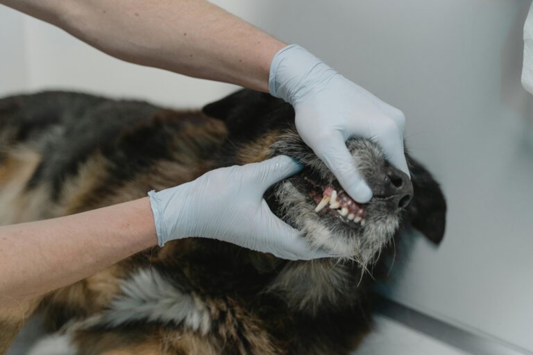 Dental Health For Pets: A Key Part Of General Veterinary Care Pet's Dental Health