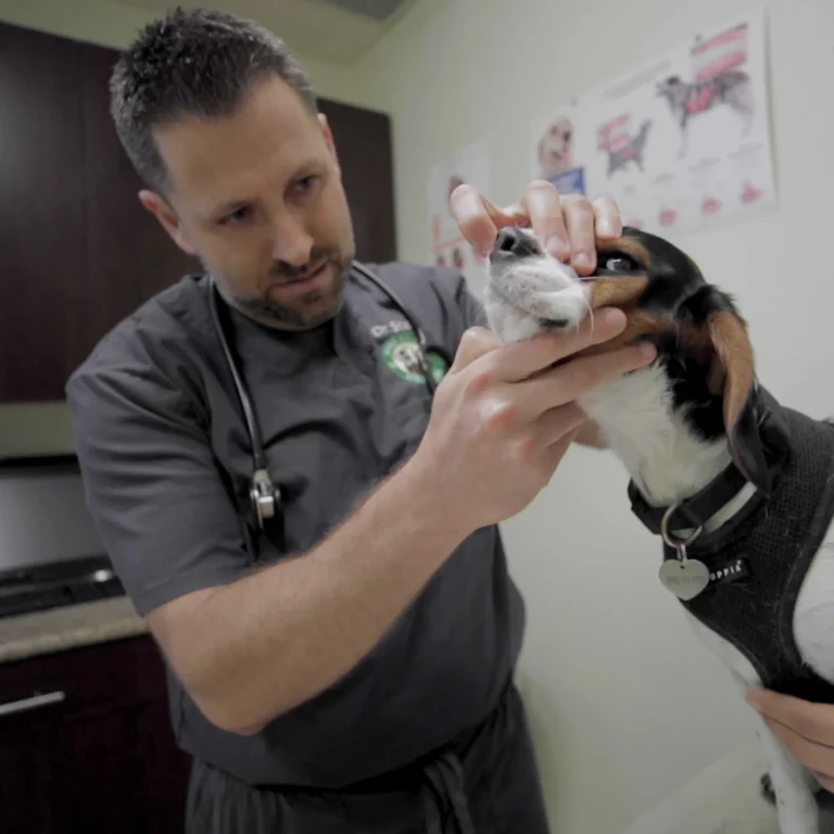 The Benefits Of Routine Dental Care For Pets From A General Veterinarian Dental Care For Pets
