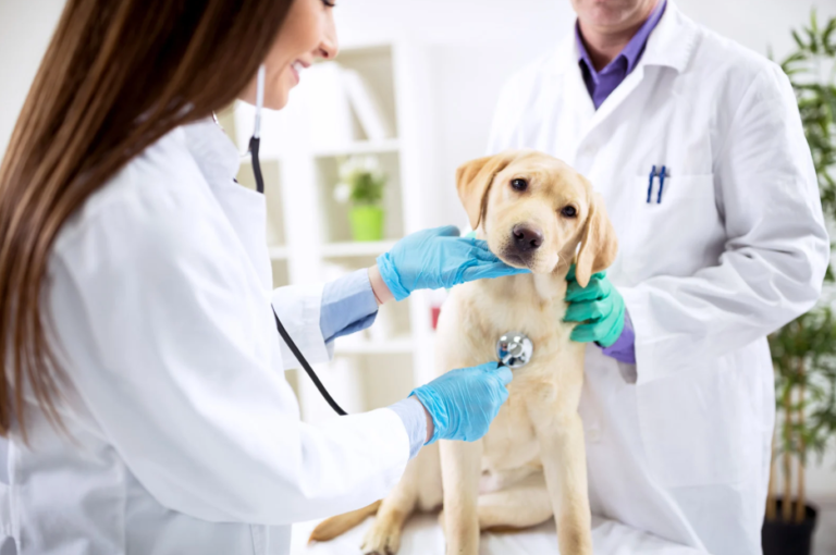 The Importance Of Routine Visits To A General Veterinarian Veterinarian