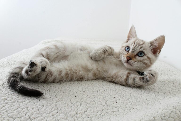 3 Signs Your Pet Needs Immediate Attention from an Animal Hospital Animal hospital