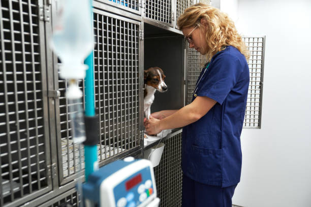 The Role Of Ultrasound In Diagnosing Internal Pet Health Issues Ultrasound